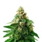 Jumping Jack Dash Auto feminized seeds