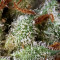 Midas Seeds