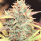 Original Auto Cheese Seeds
