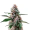 Plushbery Auto Seeds