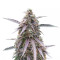 Purple Kush (Herbies Seeds)