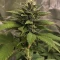 Purple Lemonade Auto RF3 Seeds (Fast Buds)