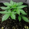 Graines de cannabis Shiva Blue regular (Xtreme Seeds)