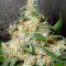 Silver LA Seeds