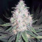 Graines de cannabis THC Bomb (Bomb Seeds)