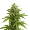 Trippy Sherbert Punch Auto feminisierte Samen (Big Head Seeds)