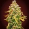 White Widow Autoflower Seeds (Herbies Seeds)