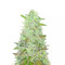 Zkittlez Fast Version (Herbies Seeds)