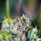 Tahoe Cure (Pyramid Seeds)