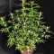 NY Diesel Autoflower (Herbies Seeds)