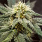 Mexican Airlines Auto (Fast Buds)