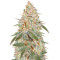 Auto Black Diesel Seeds