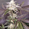 Auto Purple Gorilla Seeds
