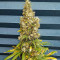 Black Jack Seeds