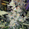 Blueberry 420 Auto Seeds