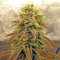 Bubba Kush Line mix di semi femminizzati