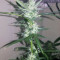 Graines de cannabis Buddha Red Dwarf Auto regular (Buddha Seeds)