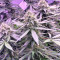 Chem Berry D semi regolari