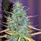 Critical 47 (Positronics Seeds)