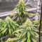 Sementes Feminizadas de Dozy Cookies (AlphaFem Seeds)