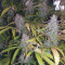 Girl Scout Cookies Seeds (Garden of Green)