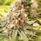 Graines féminisées de Gorilla Cookies (Big Head Seeds)