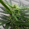 Gorilla (Gorilla Glue #4) (Expert Seeds)