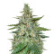 Graines de cannabis Haze Autoflowering CBD (Dinafem Seeds)
