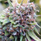 Lavender regular (Soma Seeds)