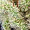 Northern Lights Seeds (Seedstockers)
