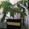 OG Kush CBD (Dinafem Seeds)