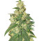 Somango (Soma Seeds)
