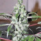 Sugarloaf (CannaBioGen)