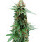 Super Silver Bilbo Seeds