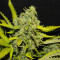 Tangie'matic Auto Seeds