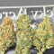 Tyrone Special Auto (Mephisto Genetics)