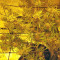 Big Bang Auto Seeds