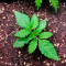 Blueberry (Herbies Seeds)