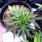 Critical Orange Punch Seeds