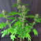 DDoS #33 Seeds (Herbies Seeds)