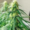 Northern Lights Auto (Expert Seeds)