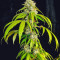 OG Kush Fast Version Feminized Seeds (Easy Grow Seeds)