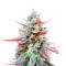 Original Glue (Nirvana Seeds)