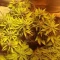 Vente de graines de cannabis LSD-25 Auto (Fast Buds)