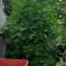 Eleven Roses Seeds (Delicious Seeds) - Cannabis Strain Seeds for Sale