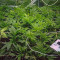 Purple Punch Seeds (Barney's Farm) - Cannabis Strain Seeds for Sale