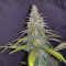 Venta de Wedding Cake (Original Sensible Seeds) | Semillas de marihuana feminizadas