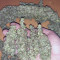 Auto Strawberry Gum Seeds - Cannabis Strain Seeds for Sale