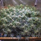 Acquista semi femminizzati Hawaii Maui Waui di Nirvana Seeds