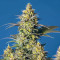 Purple Urkle Seeds - Cannabis Strain Seeds for Sale